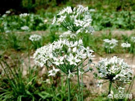 韭菜花 屁股有毛嗎